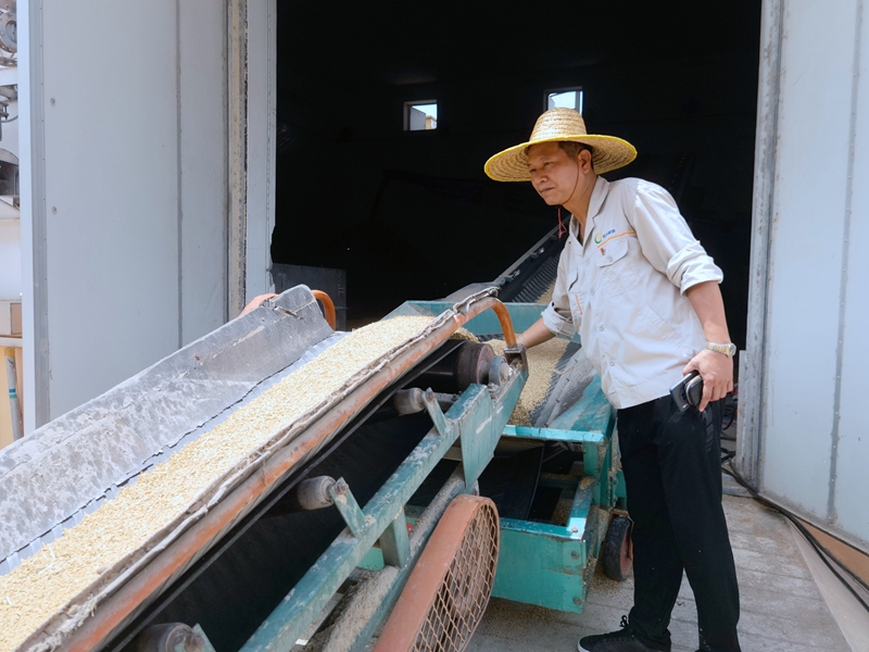 /QJ_700527295712.jpg 工作人员卸粮入库(拍摄:覃燕).jpg