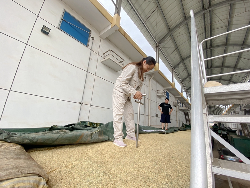 /QJ_700528968705.jpg 扦样查看稻谷质量(摄影:陈玲玲).jpg