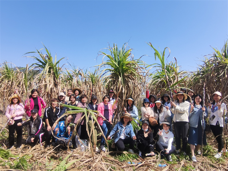 /QJ_724687303169.jpg 体验“拔甘蔗”项目(李秋田).jpg